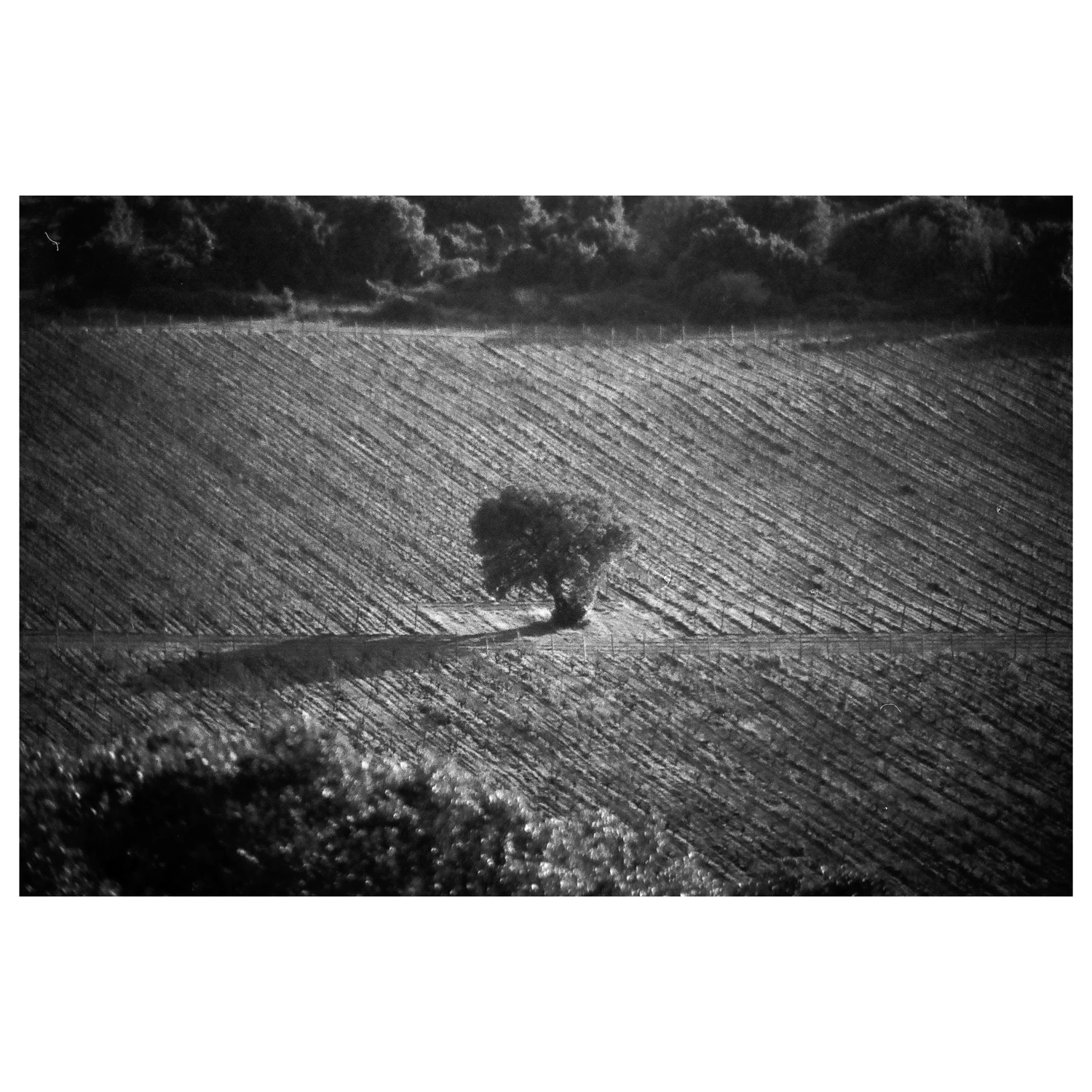 Film photo shot on Foma Fomapan 100 Classic with a Pentax P30N, by Weixi
