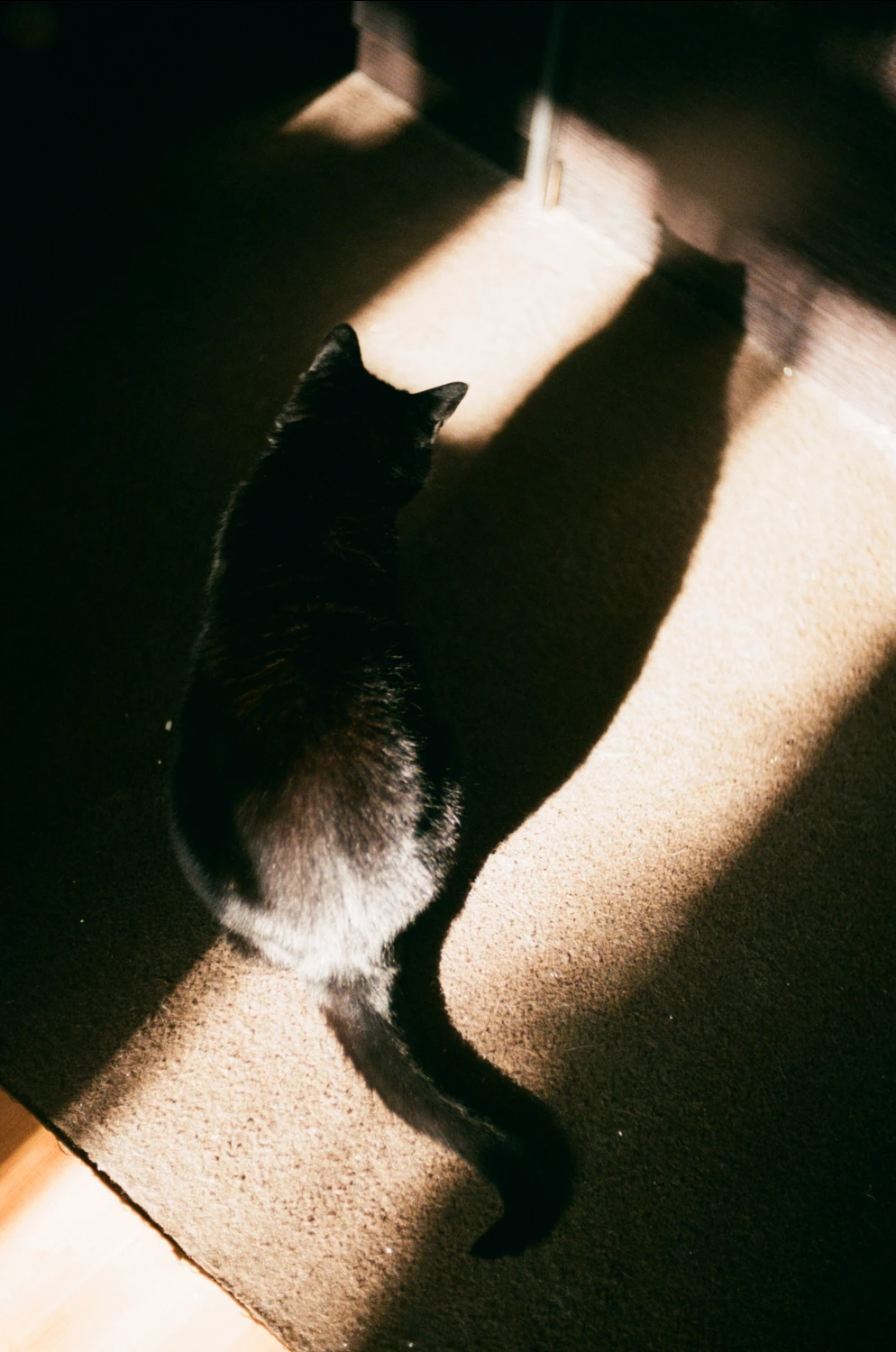 Lola shot on Fujifilm FujiColor C200 with a Revue SC4, by CristianaSto