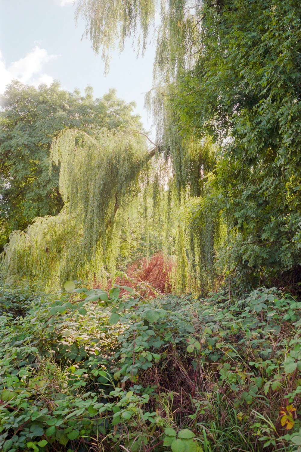 curtain shot on Kodak ColorPlus 200 with a Canon 7, by slxcke