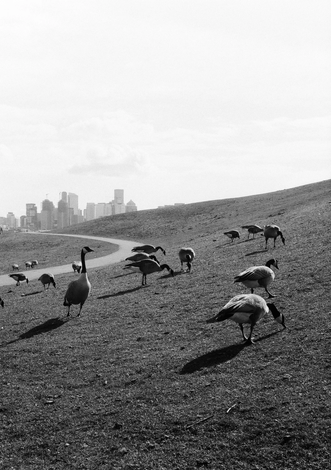 Those Chickens shot on Kosmo Foto Mono 100 with a Olympus Pen F, by Dylan Martisius