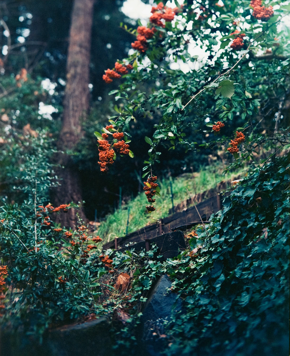 The Berries shot on Kodak Ektar 100 with a Topcon Horseman 960, by Jeremiah Pena