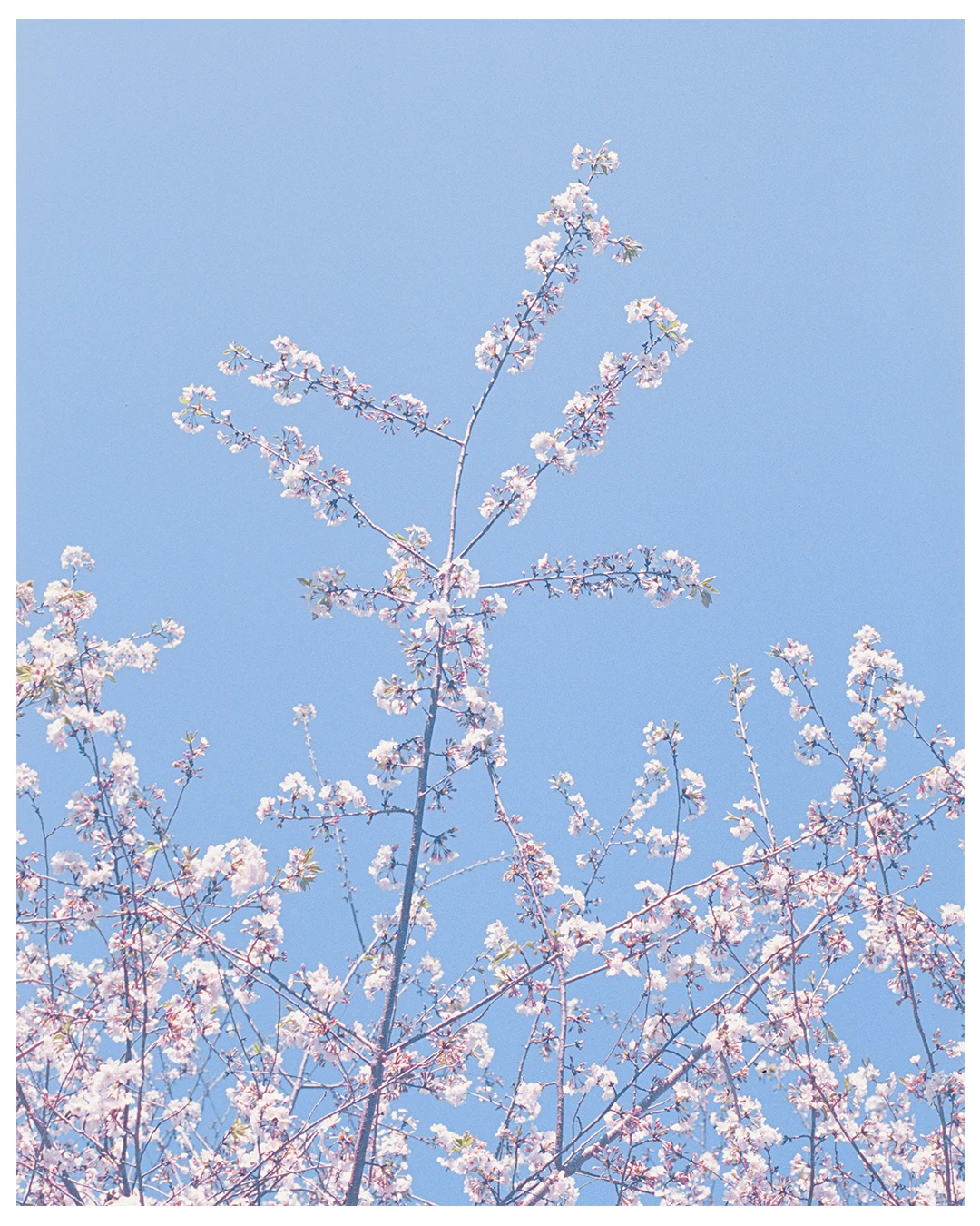 Spring Sky shot on Kodak Ektachrome 100VS with a Nikon F3, developed at Reformed Film Lab , by The Artist