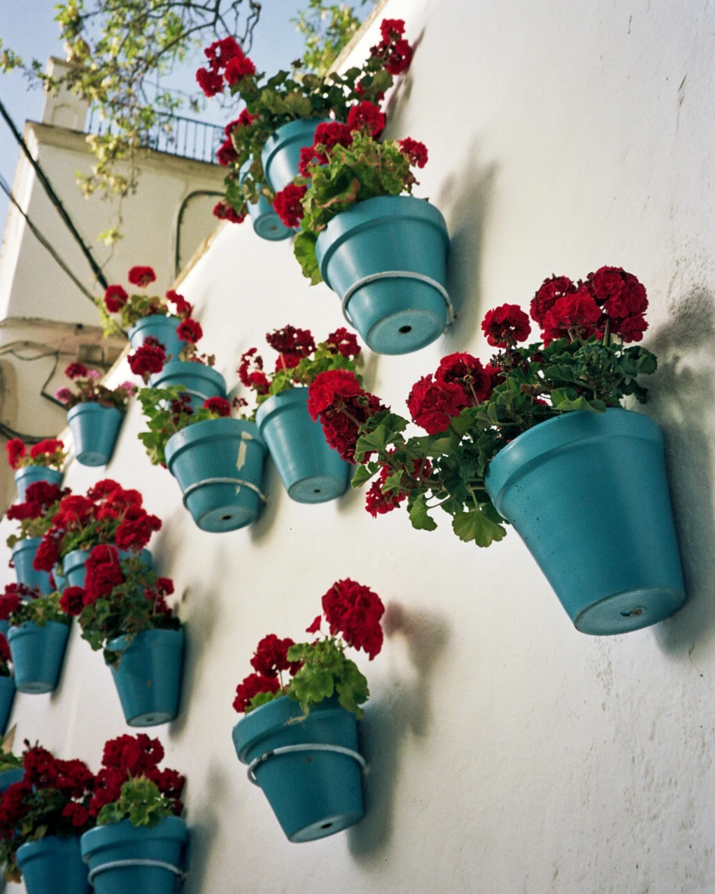 Flowers of Marbella shot on Kodak Portra 160 with a Minolta Riva Zoom 70W, developed at Fotoprix, by Guiller