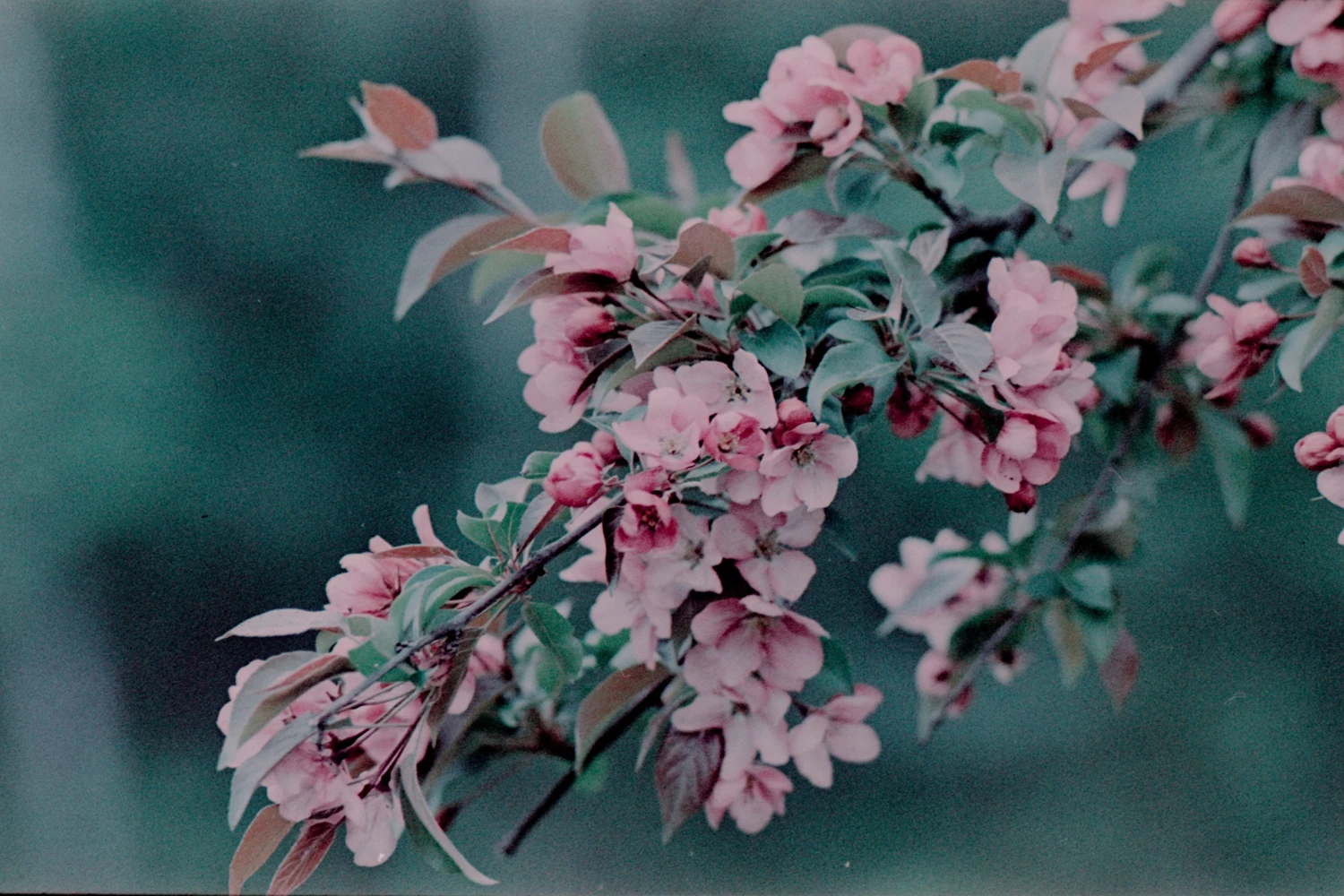 Crabbe Apple Blossoms shot on Lomography LomoChrome Metropolis 100 with a Contax 159Q, by Jamie