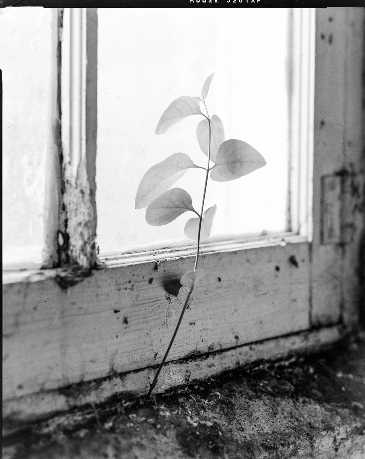 Film photo shot on Kodak Tri-X 320 with a Zone VI, by Michael Simon