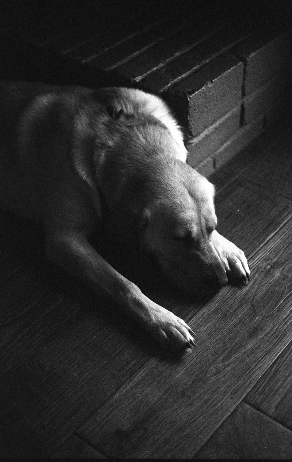 Dog Tired shot on Ilford Delta 100 with a Ricoh XR-7, by Cray