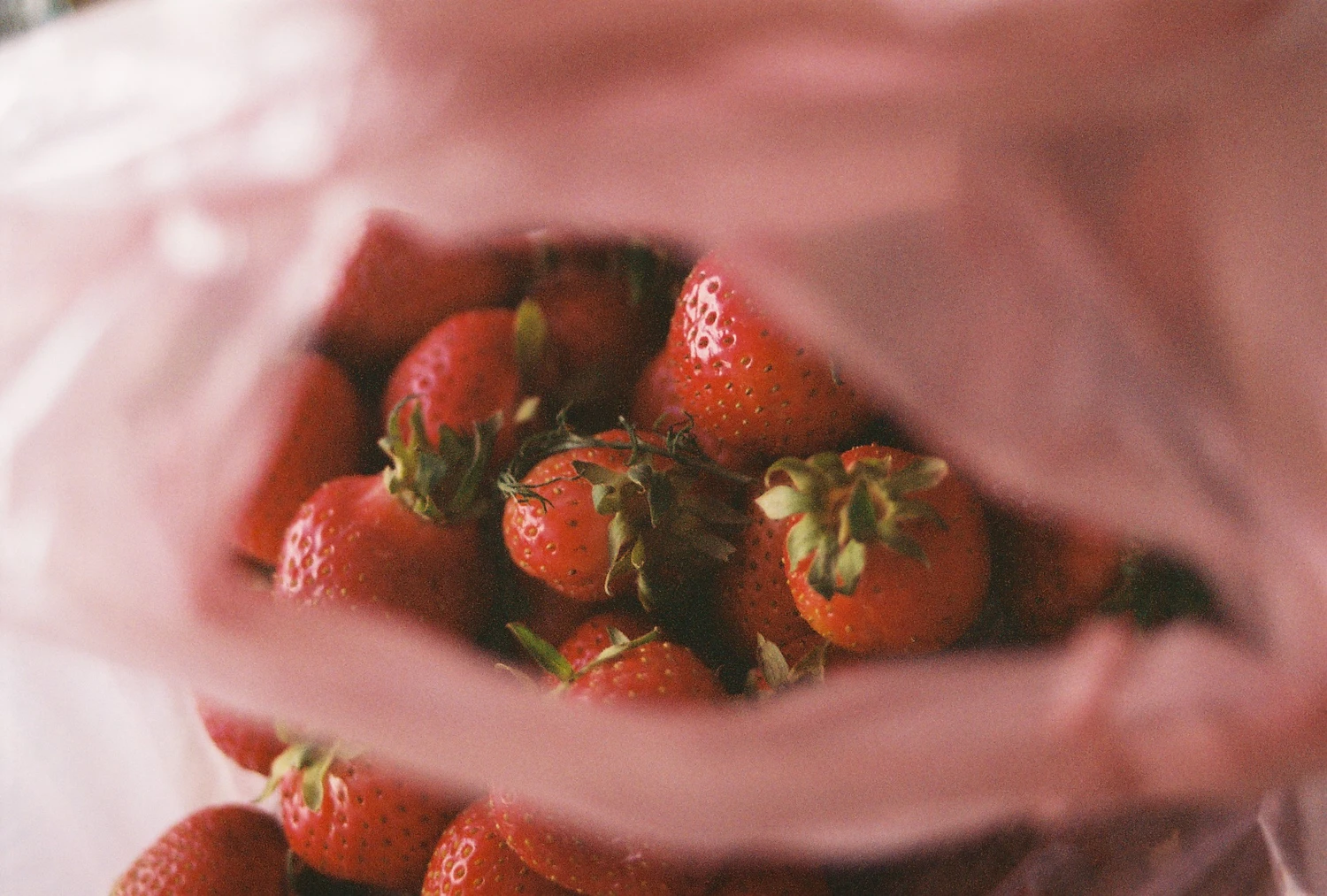 strawberry fields forever shot on Fujifilm FujiColor C200 with a Nikon F401, by qleszka