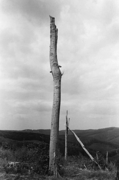 Dead Tree shot on Kodak T-Max 400 with a Yashica T3, by Stefan Pum