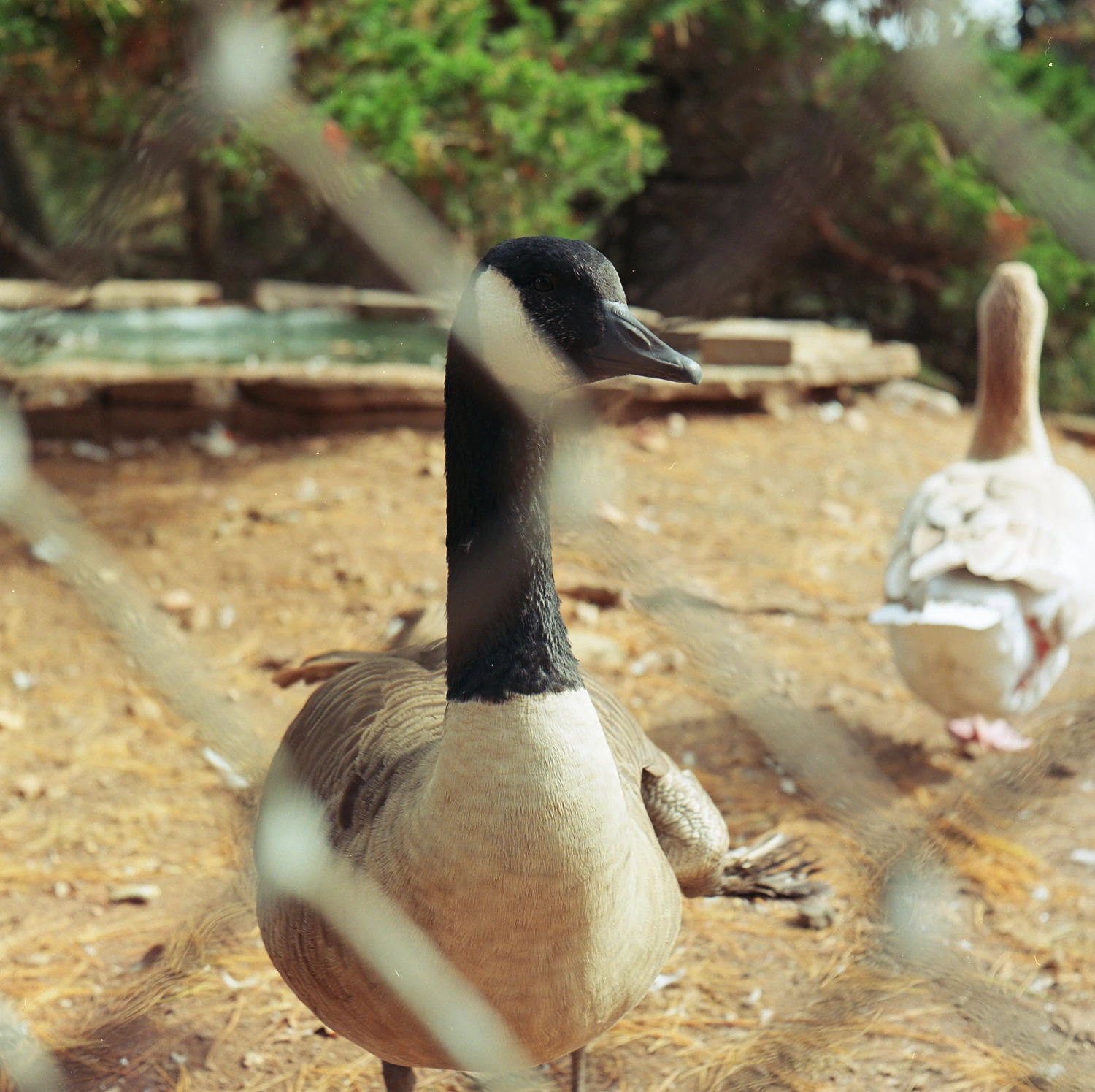 🦆🦆 shot on Kodak Portra 400 with a Yashicaflex, by Issac