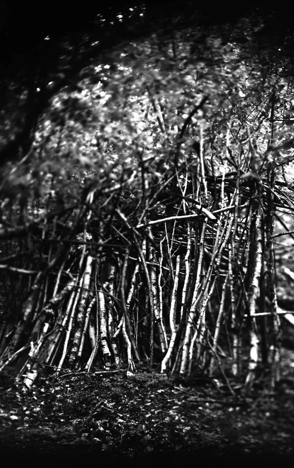 Woods shot on Fujifilm UM-MA X-Ray Film with a Mentor Panorama 1, by Michał