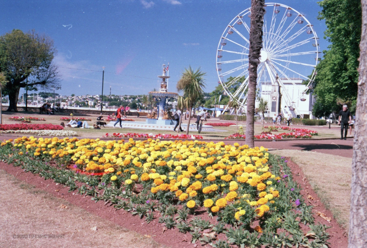 Marigold patch shot on Fujifilm Superia X-TRA 400 with a Nikon F501, by Mikey M