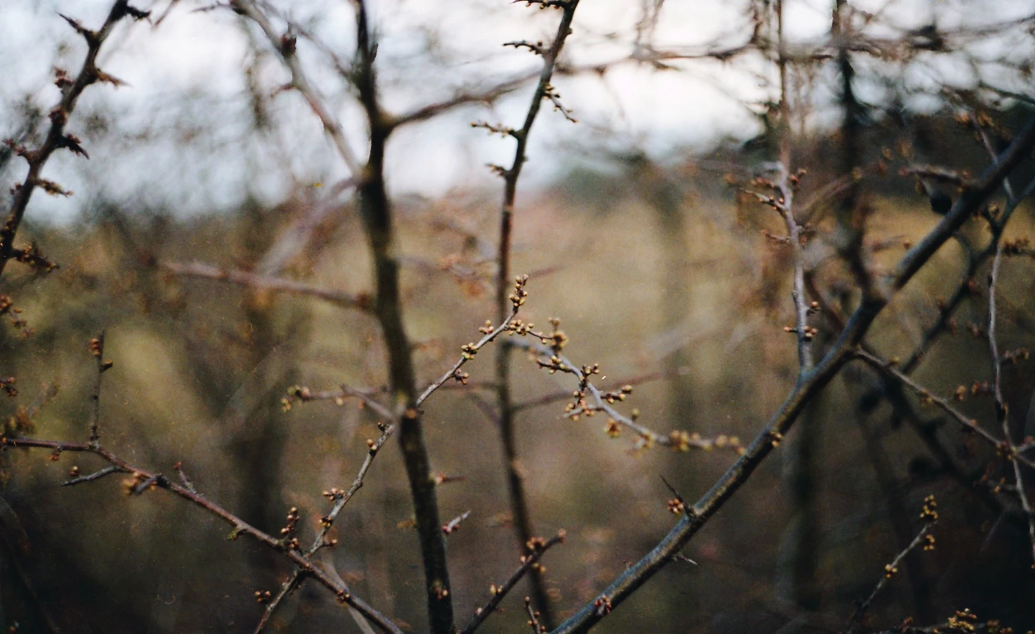 the light we grow shot on Kodak ColorPlus 200 with a Canon EOS 500, developed at FotoForma, by sylwia