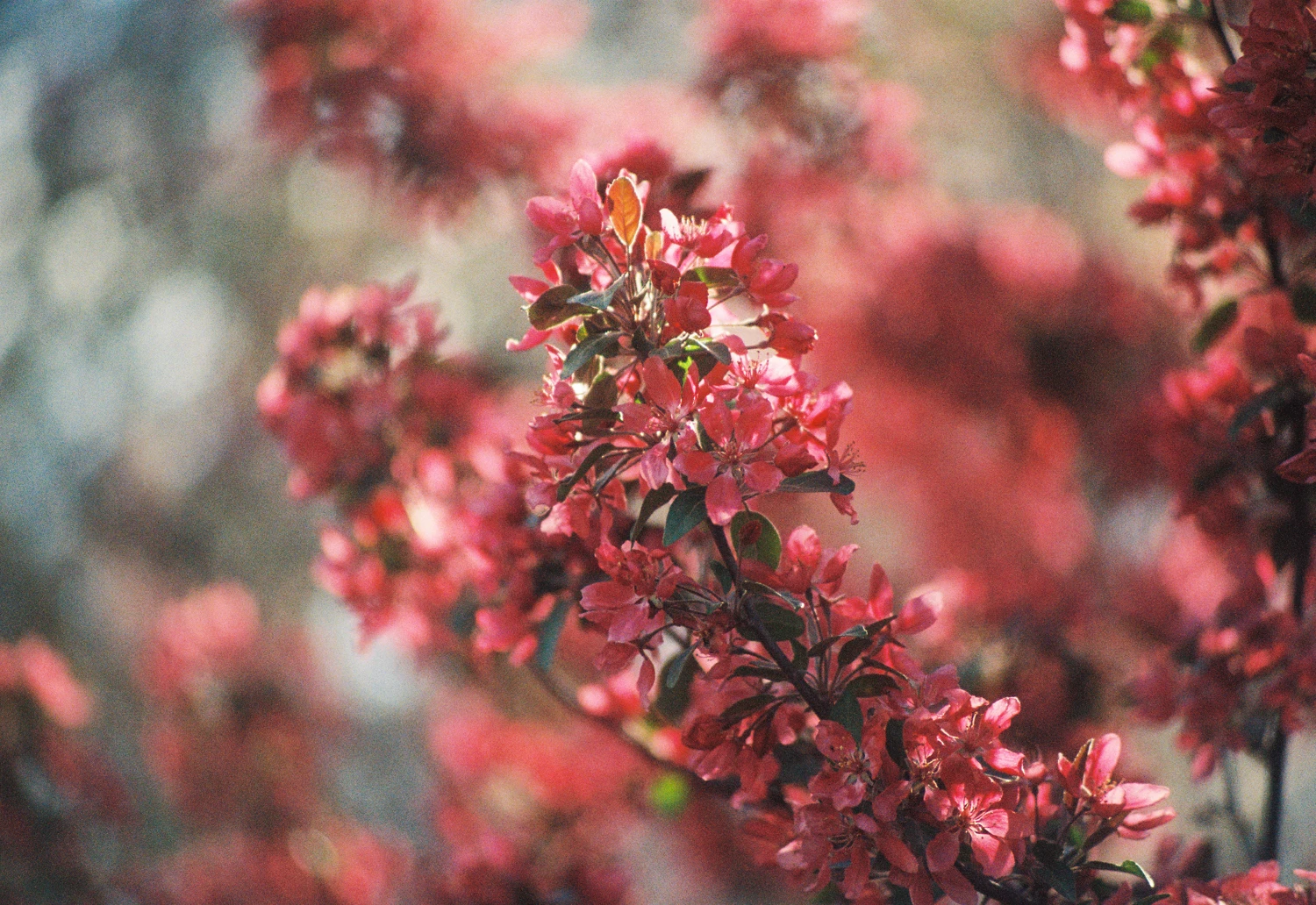 Film photo shot on Kodak Portra 800 with a Minolta X-370, by kelsey