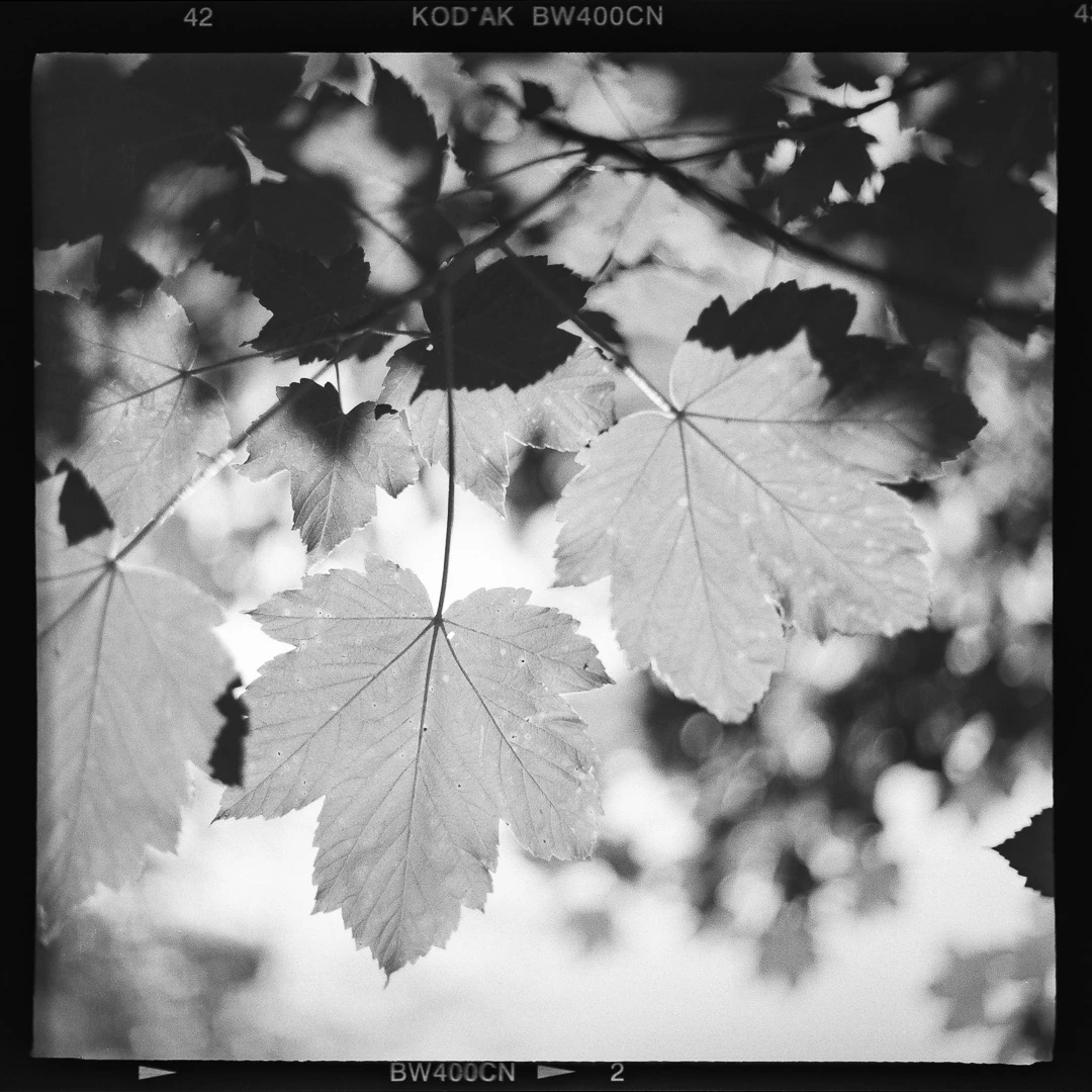 Komorebi. shot on Kodak T-Max 400 with a Kiev 6C, by Hugo Fermat
