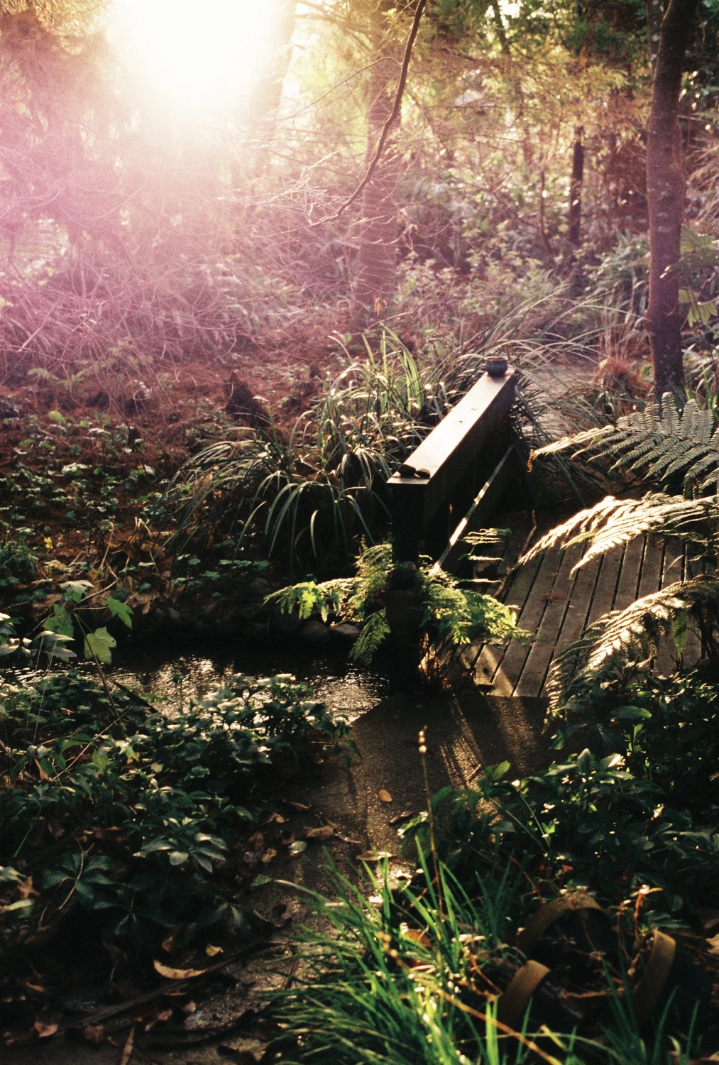 Backyard at sunrise shot on Adox Color Mission 200 with a Ricoh KR-5 Super, by Rory Thorns