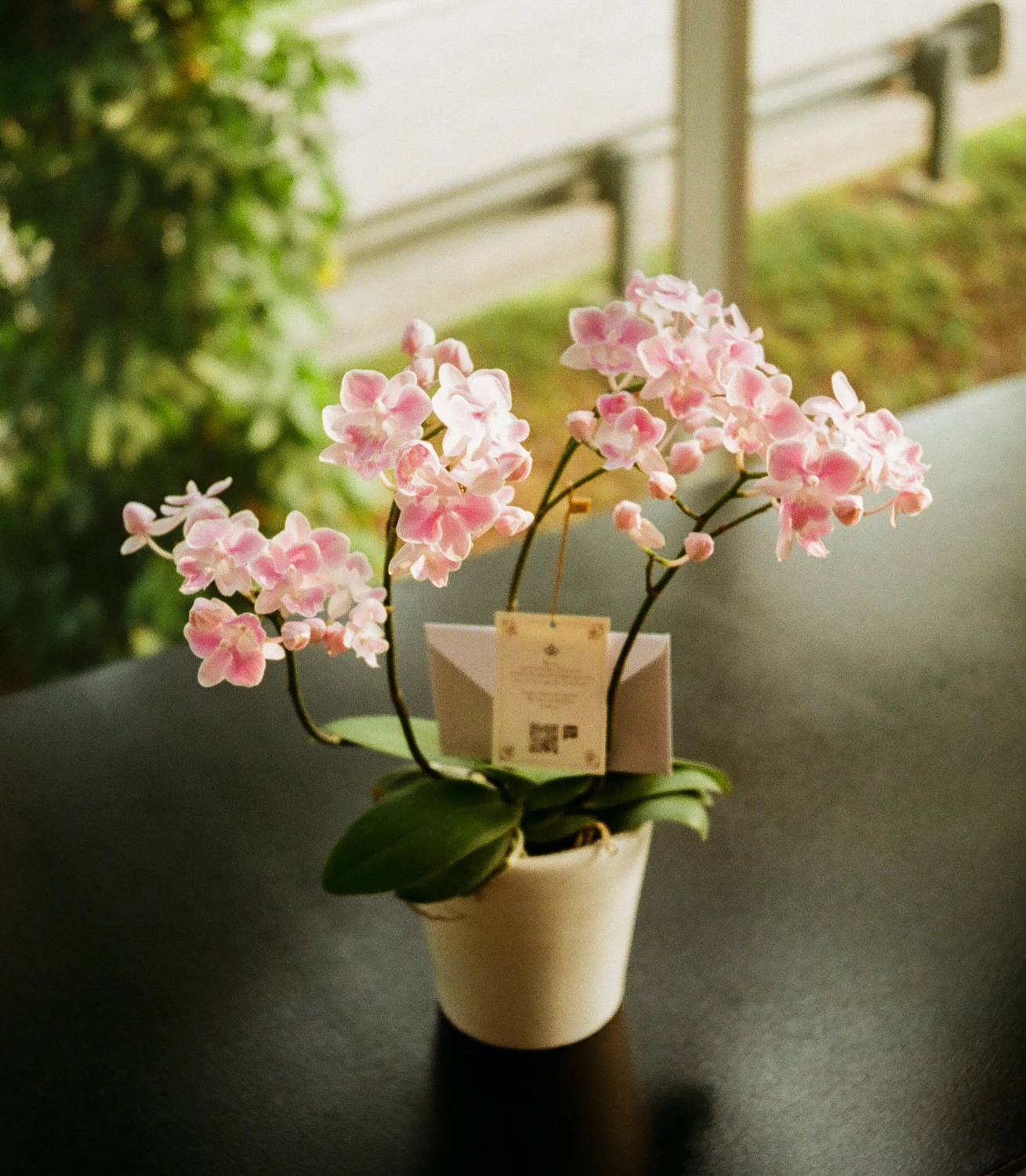 Orchid shot on Kodak Gold 200 with a Rollei 35TE, by Haryanto