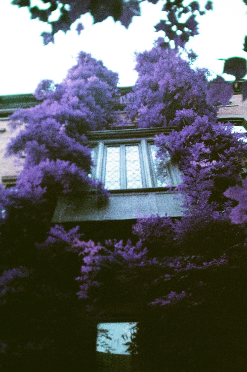 Wisteria shot on Lomography LomoChrome Purple 100 with a Yashica T4 Super, by Anniebee