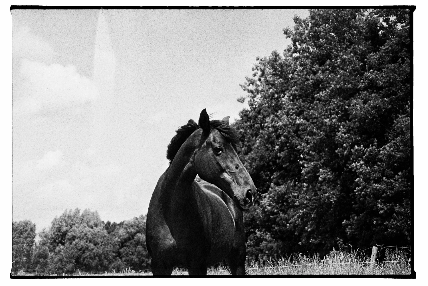A beaming horse shot on Ilford HP5 Plus 400 with a Fujica AX-1, by Myrte