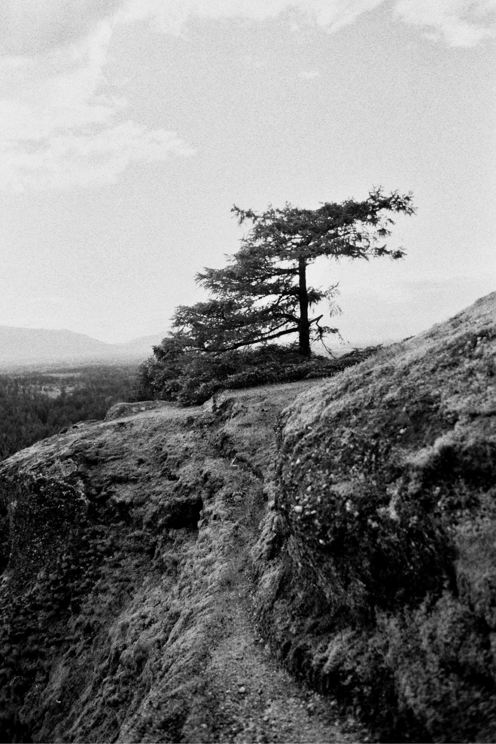Lonely Tree shot on Japan Camera Hunter StreetPan 400 with a Yashica FX-2, by MikeSquier