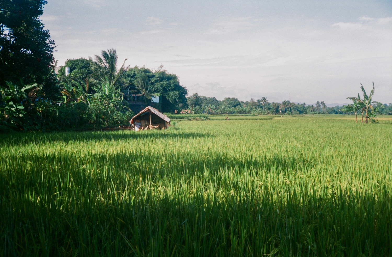 Sawah shot on Fujifilm Superia Premium 400 with a Yashica E35 GSN, by Haryanto