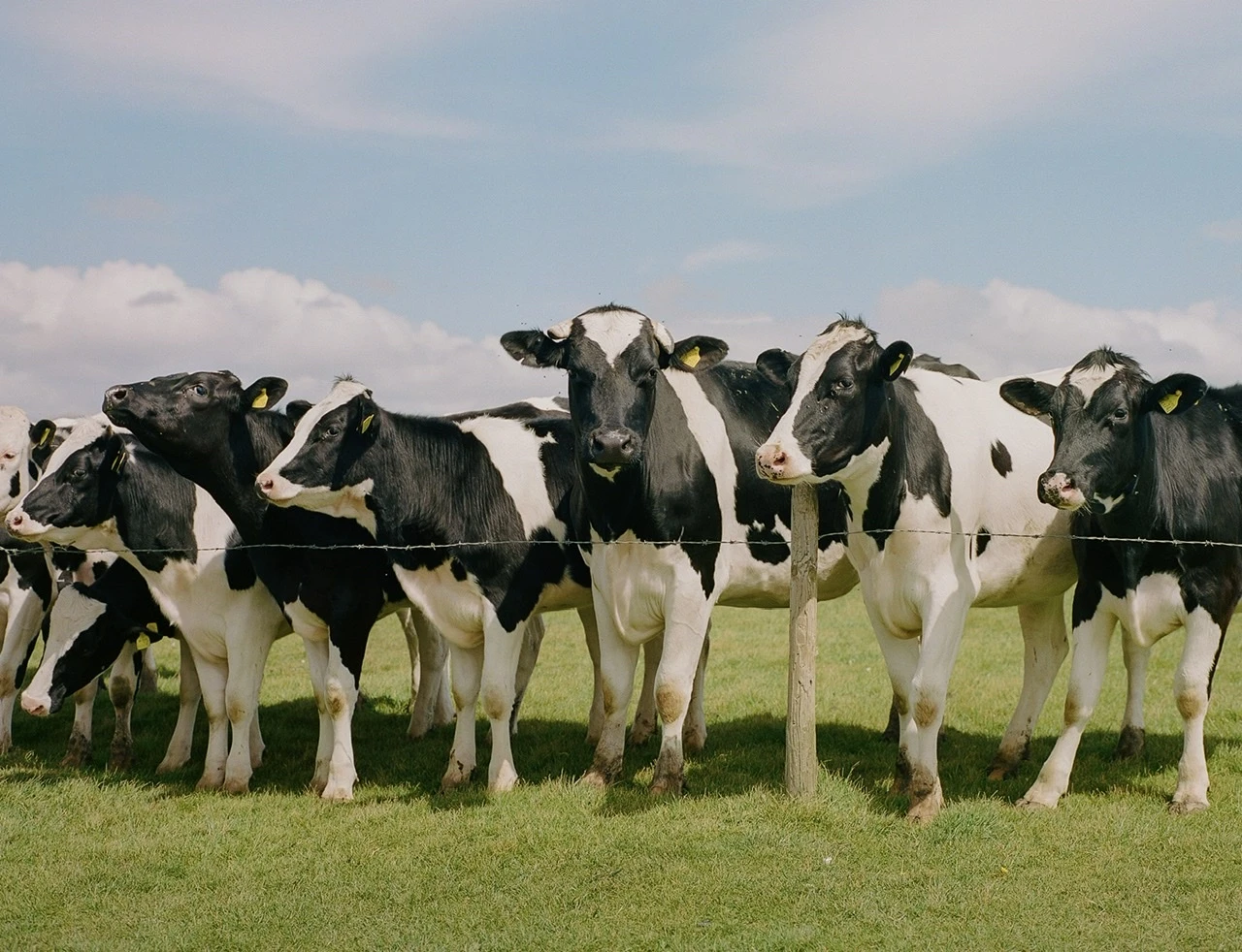 The Herd shot on Kodak Portra 400 with a Mamiya 645S, by Mark Luke Grant