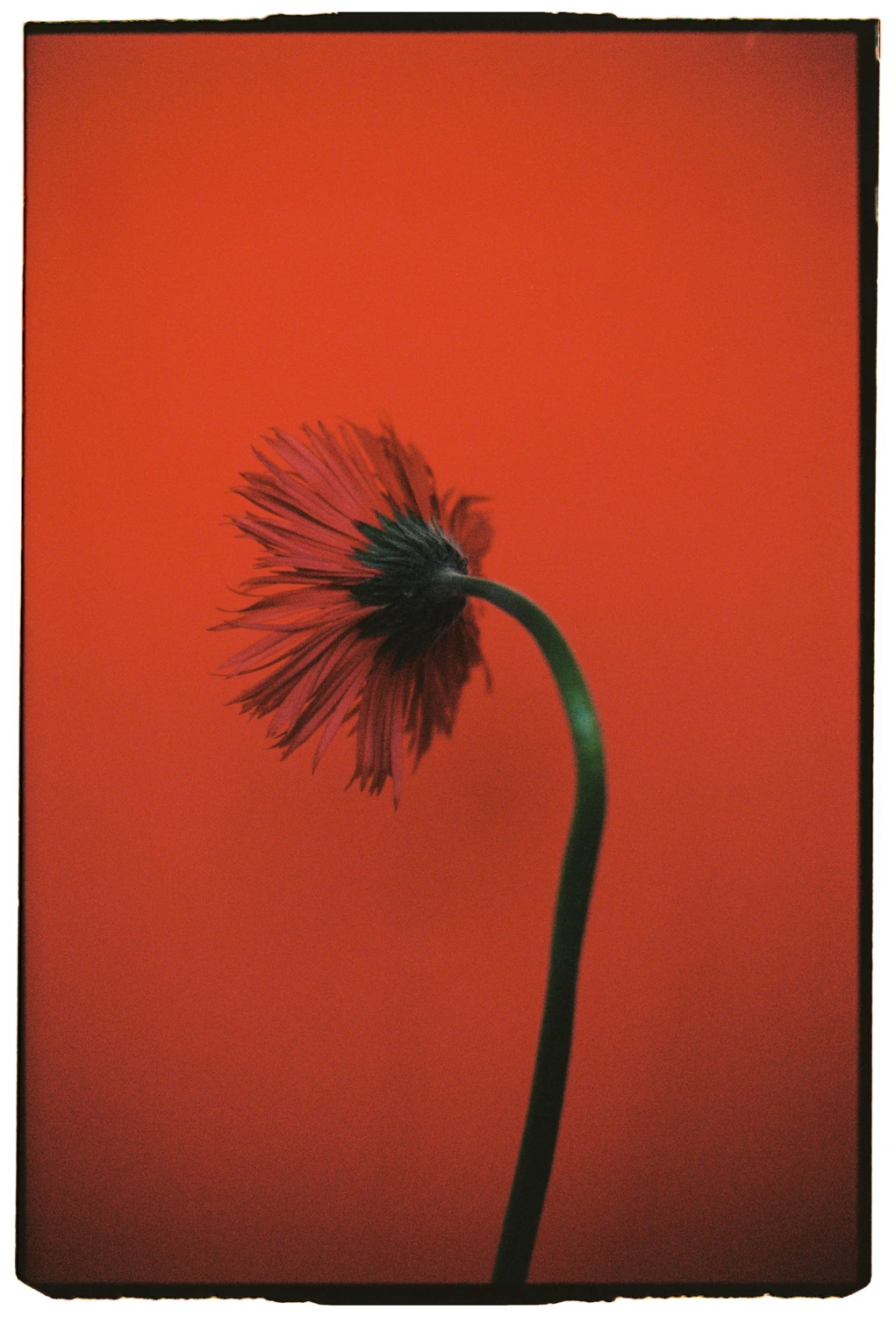 Photo by @pquintillan shot on Kodak Portra 400 with a Yashica FR-1, by Carmencita Film Lab
