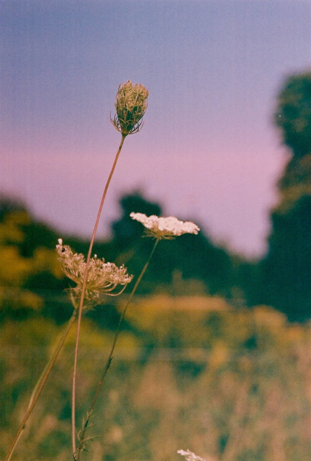 alone together shot on Dubblefilm Bubblegum 200 with a Canon AE-1, by celine