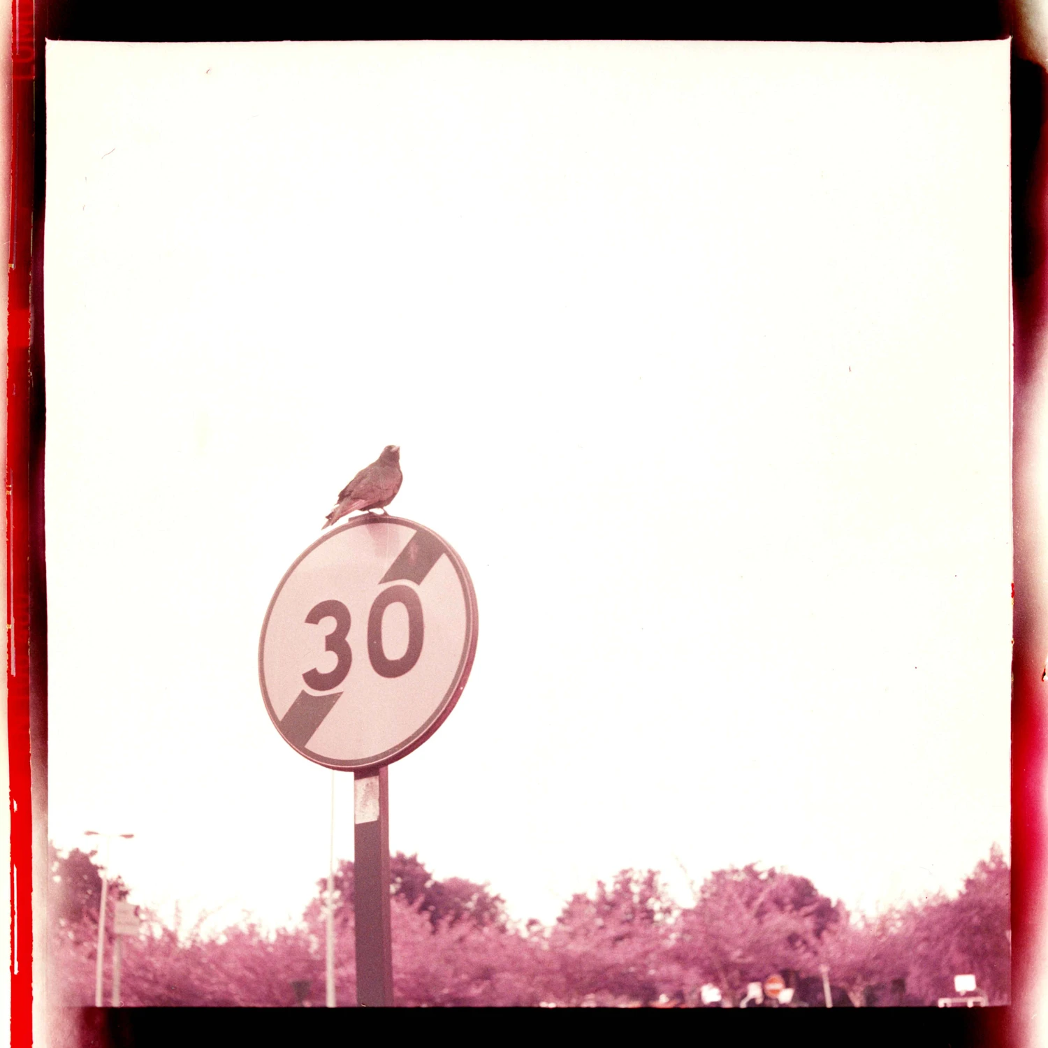 (For this one, I cut a 120mm Lomochrome to fit my 127mm Rolleiflex Baby) shot on Lomography LomoChrome Purple 100 with a Rolleiflex Baby 4x4, by Dinography