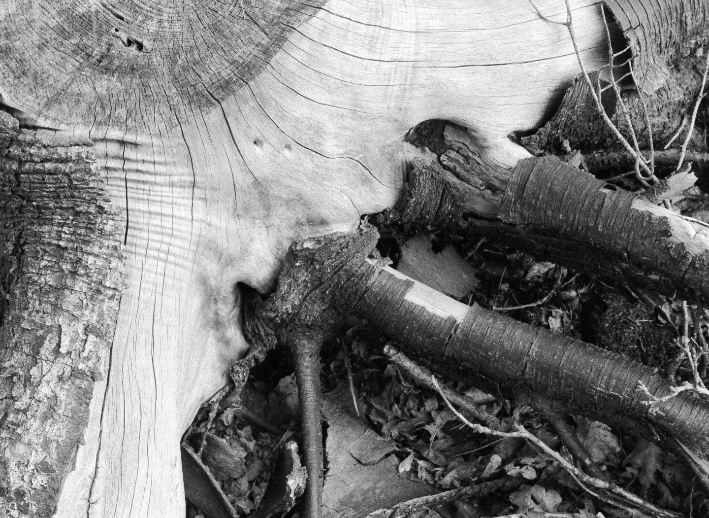 Textures of wood shot on Rollei RPX 400 with a Ricoh KR-10, by Len_vk