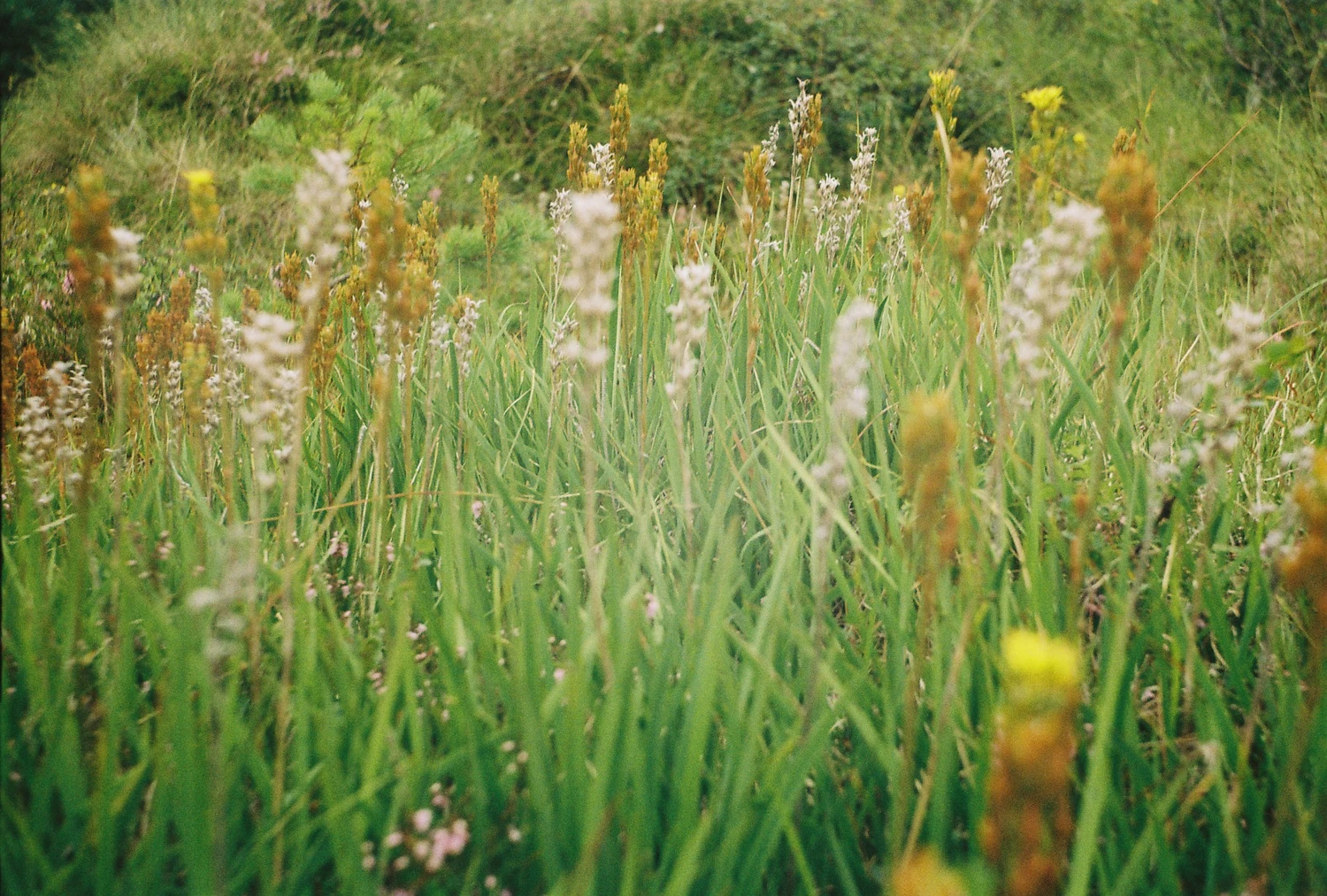 les fleurs shot on Kodak ColorPlus 200 with a Smena Symbol, by qleszka