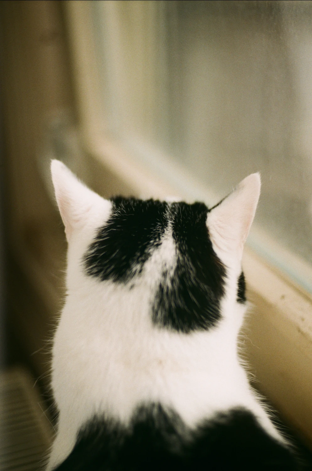 Feline shot on Fujifilm FujiColor C200 with a Revue SC4, by CristianaSto