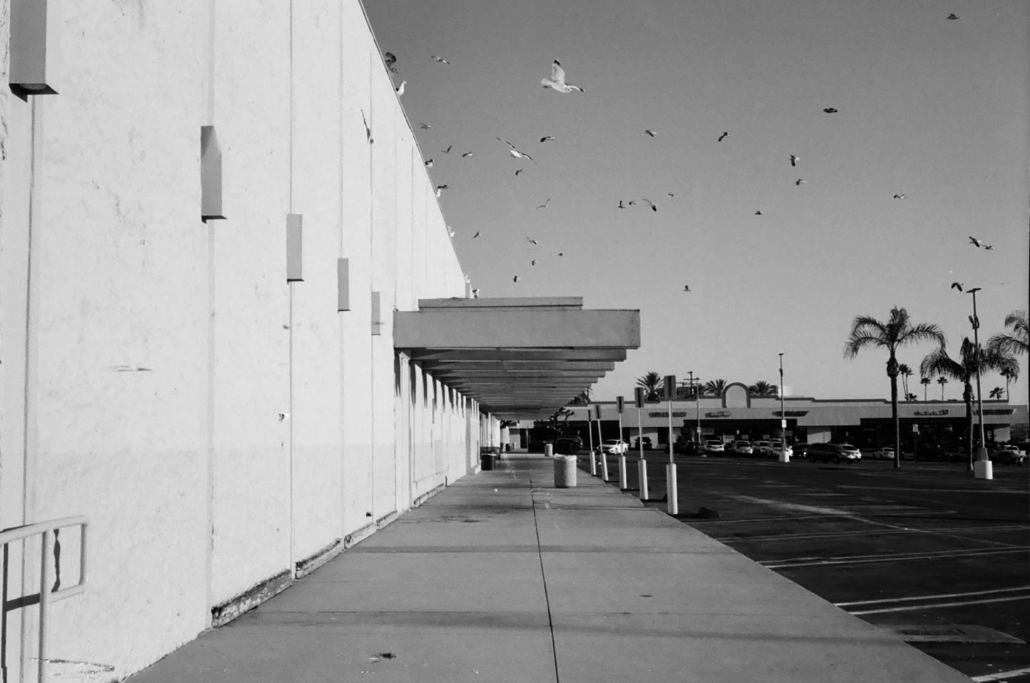 Seagulls at the Abandoned K mart shot on Kodak Tri-X 400 with a Leica M4-2, by Jordan