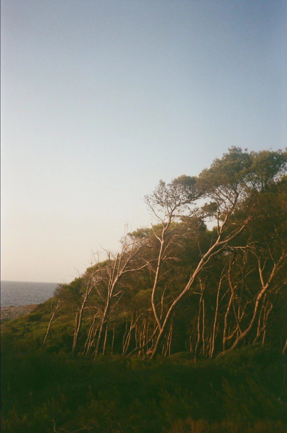 Isole Tremiti shot on Kodak ColorPlus 200 with a Konica Jump, by Fran