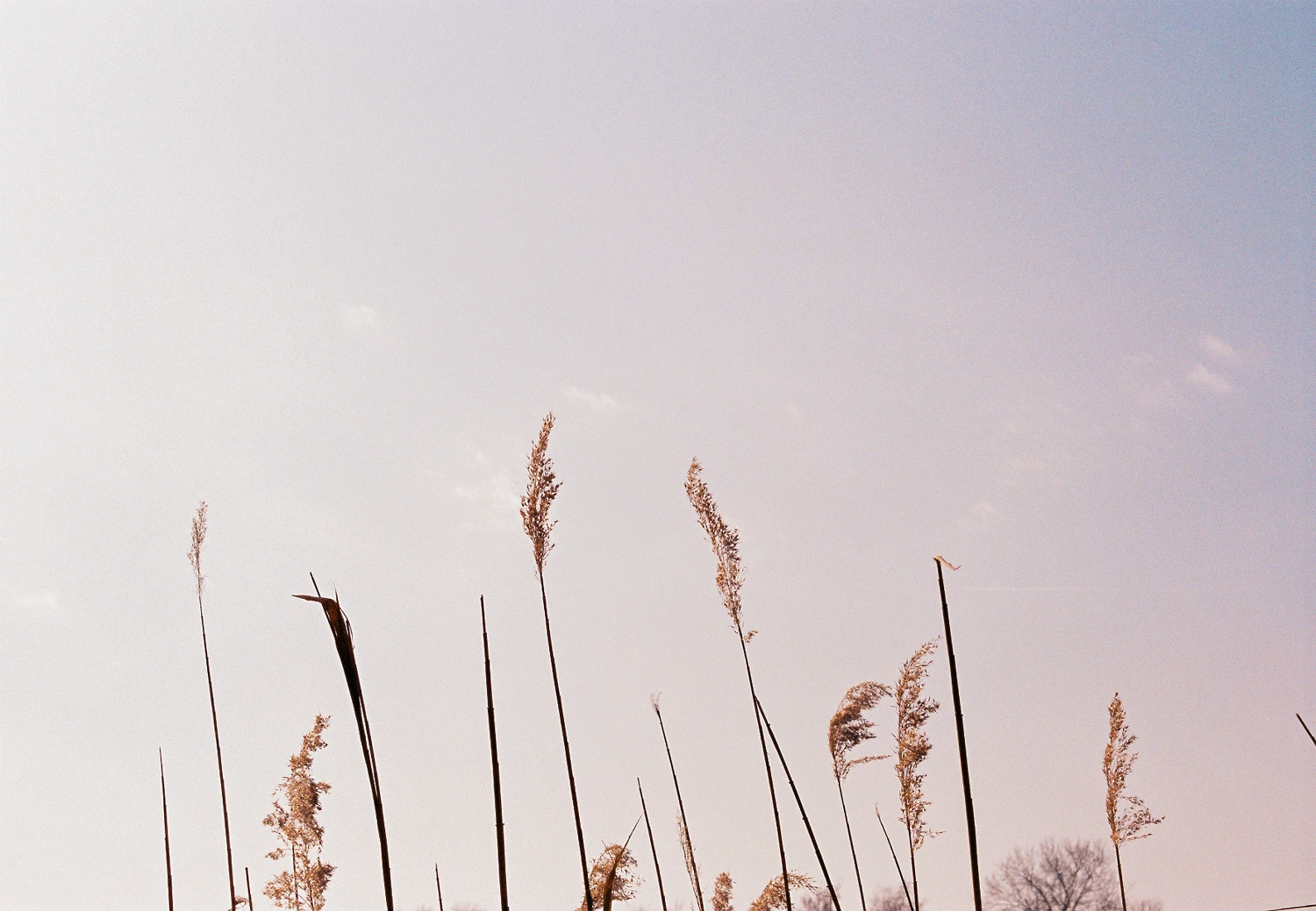 Film photo shot on Fujifilm Superia X-TRA 400 with a Konica Autoreflex T4, by Maryca