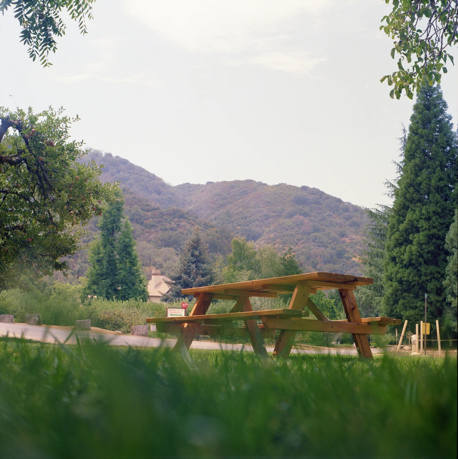 Apple orchard shot on Kodak Gold 200 with a Yashica Mat, developed at Pro Photo Factory, by Aki Wandering