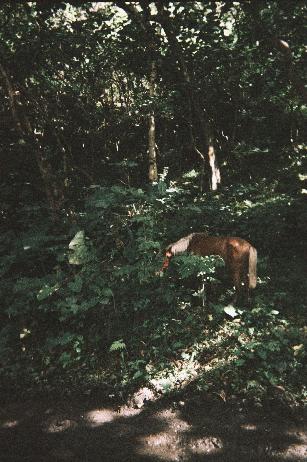 Film photo shot on Fujifilm Superia X-TRA 400 with a Fujifilm QuickSnap, by Dylan Martisius
