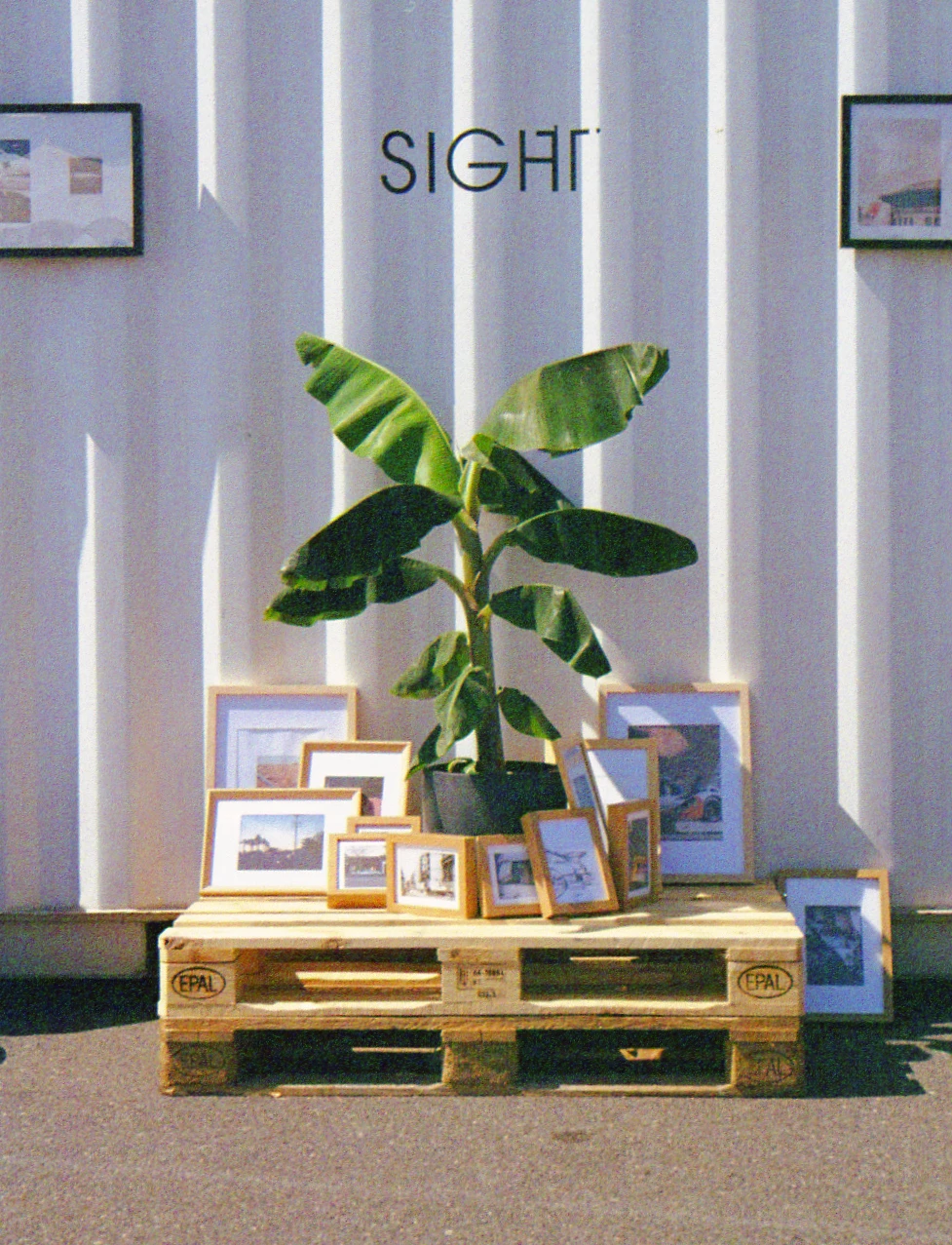 famous plant shot on Dubblefilm Bubblegum 200 with a Minolta Dynax 7000i, developed at dipixelprinter, by Lukas