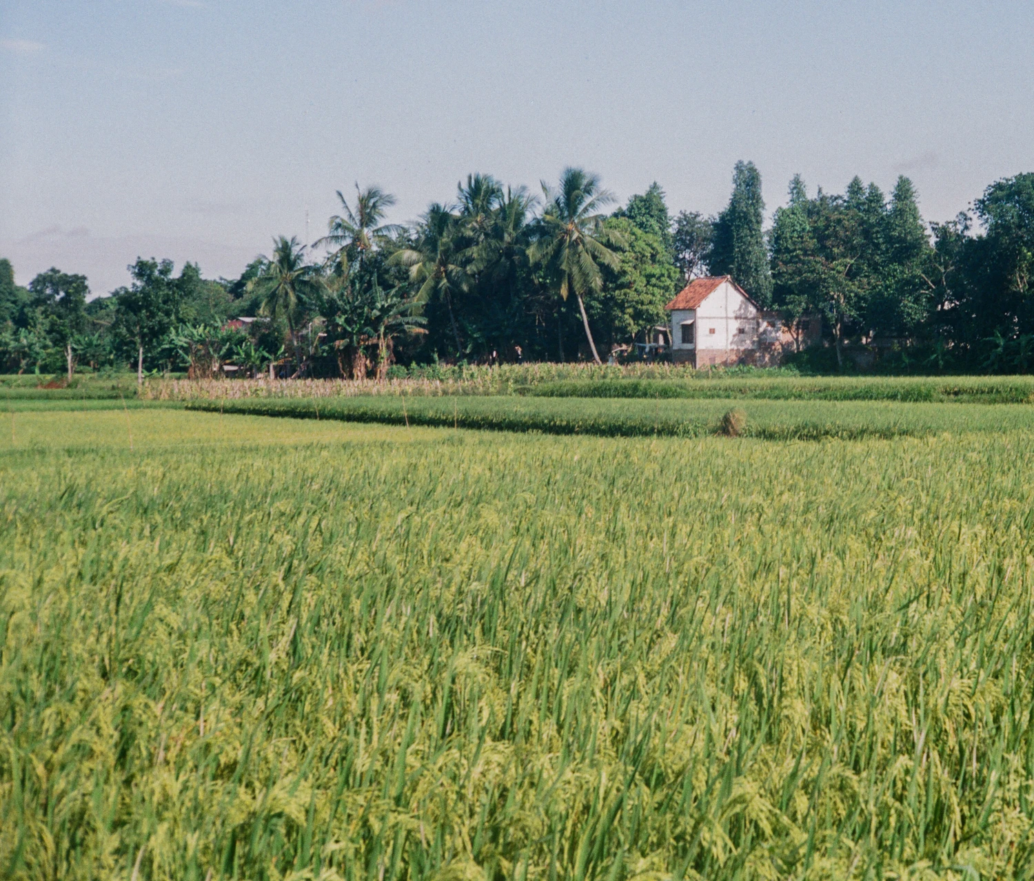House and Ricefield shot on Fujifilm Superia Premium 400 with a Yashica E35 GSN, by Haryanto
