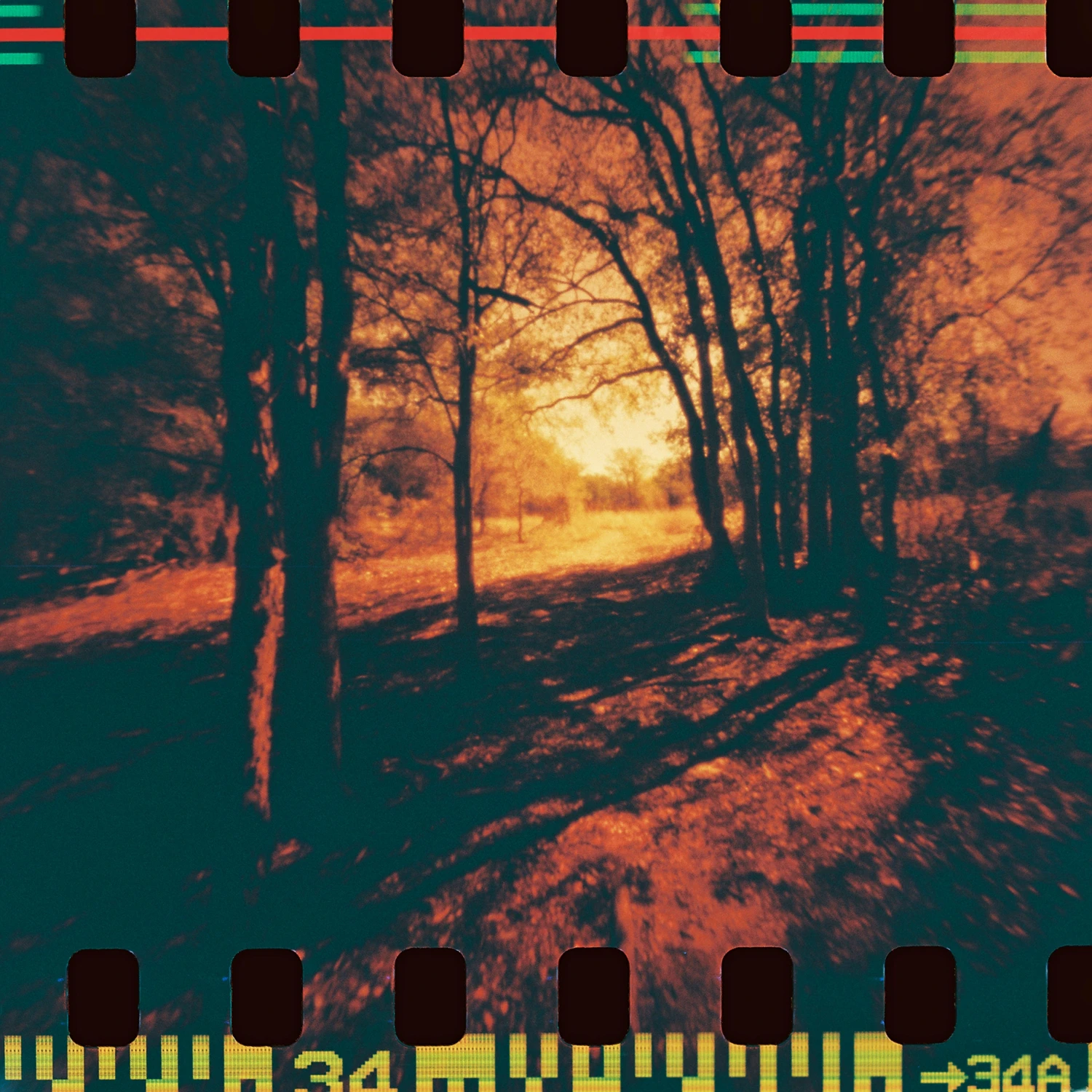 Much Red, Forest shot on Fujifilm FujiColor C200 with a RealitySoSubtle 35R, by Colby Howe
