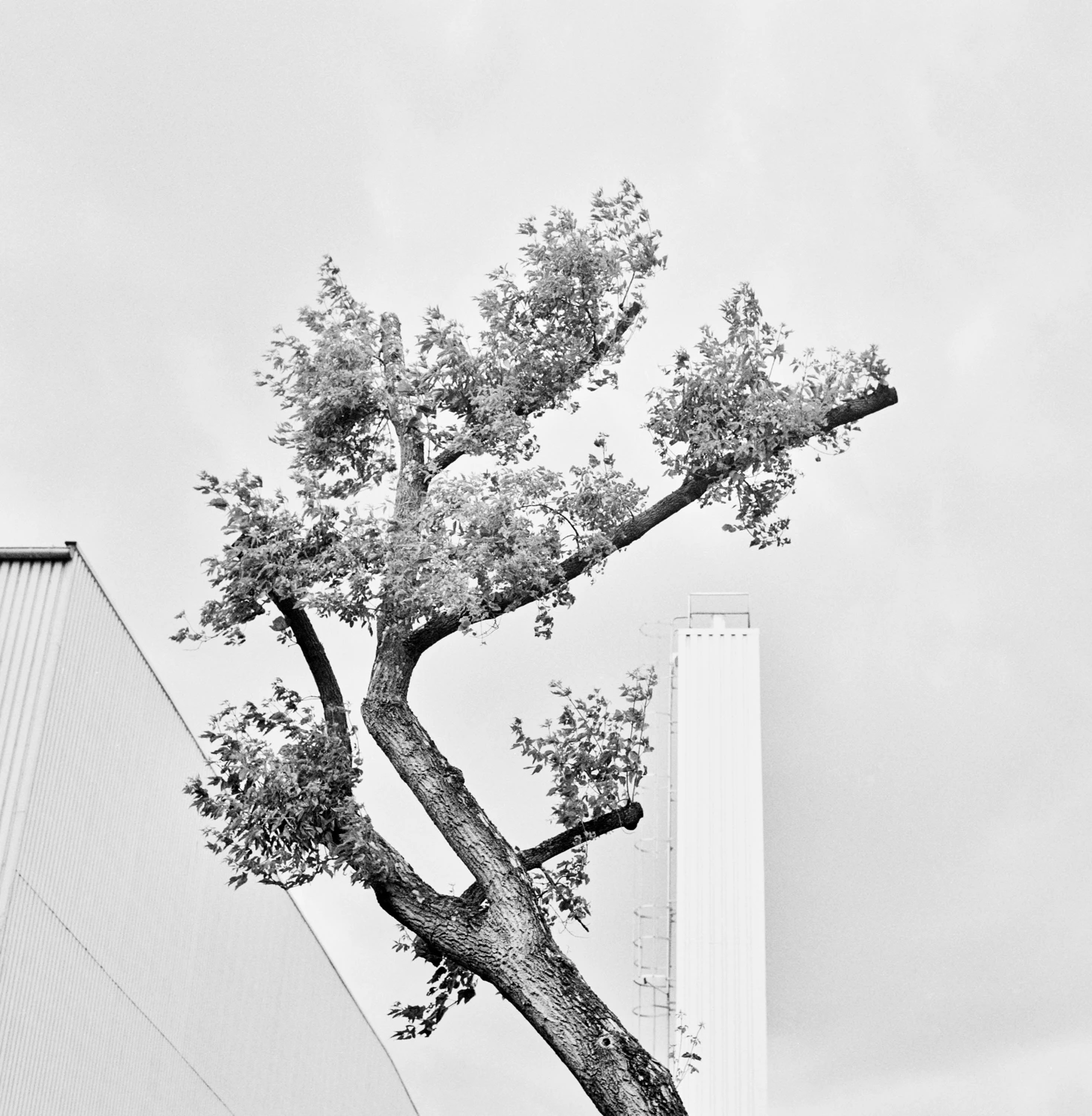 Tree shot on Ilford HP5 Plus 400 with a Rolleiflex D, by Reinke-Photography
